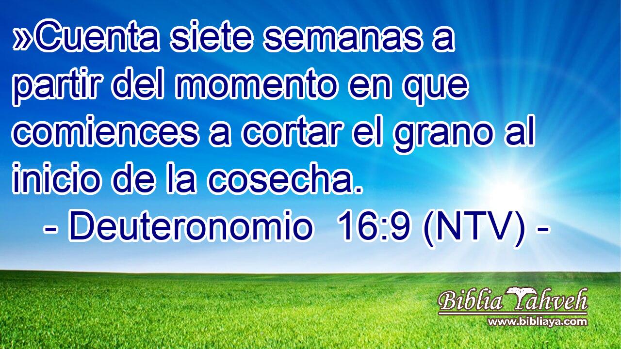 »Cuenta siete semanas a partir del momento en que comiences a cortar el grano al inicio de la cosecha.