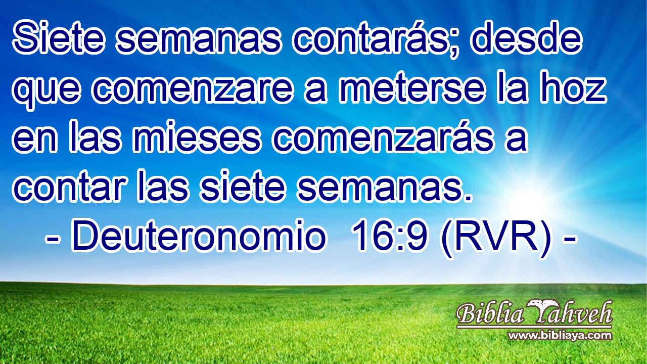 Siete semanas contarás; desde que comenzare a meterse la hoz en las mieses comenzarás a contar las siete semanas.