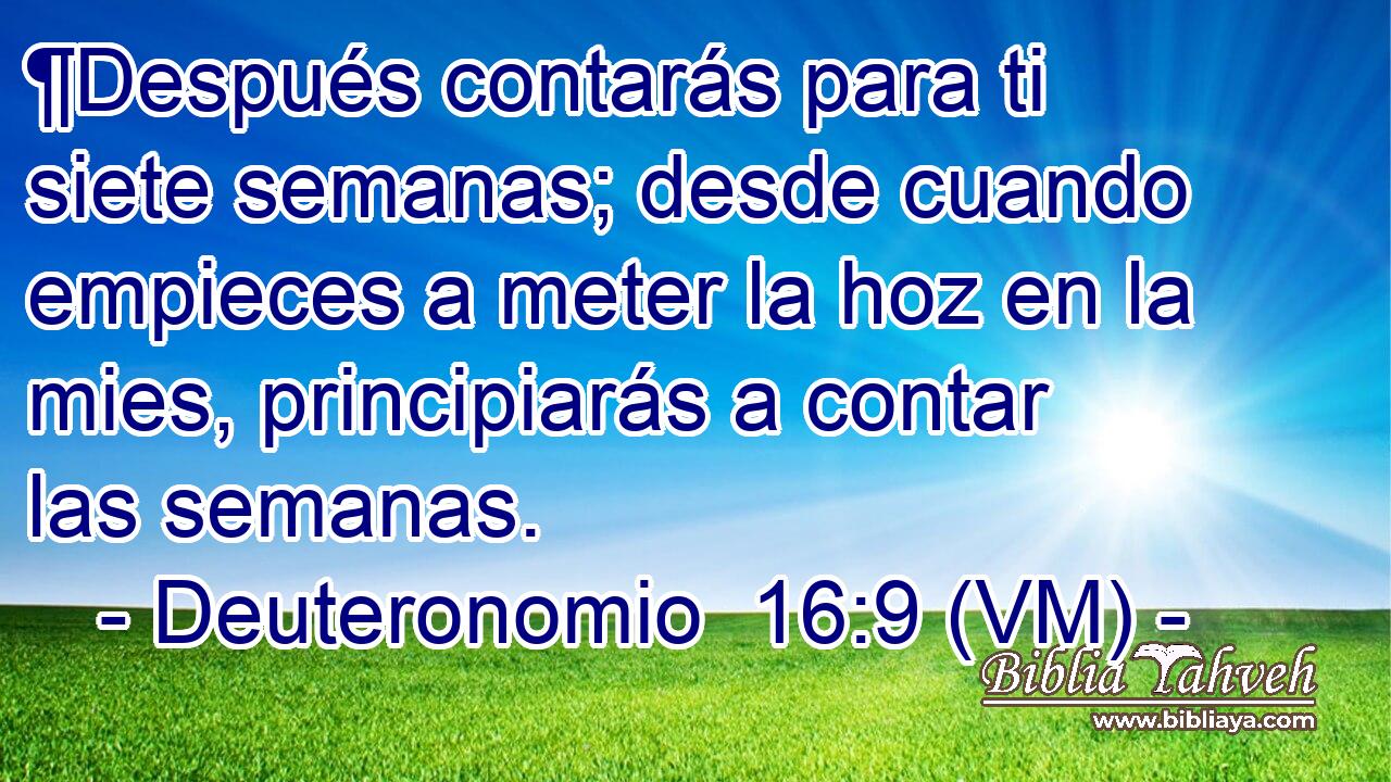  ¶Después contarás para ti siete semanas; desde cuando empieces a meter la hoz en la mies, principiarás a contar las semanas. 