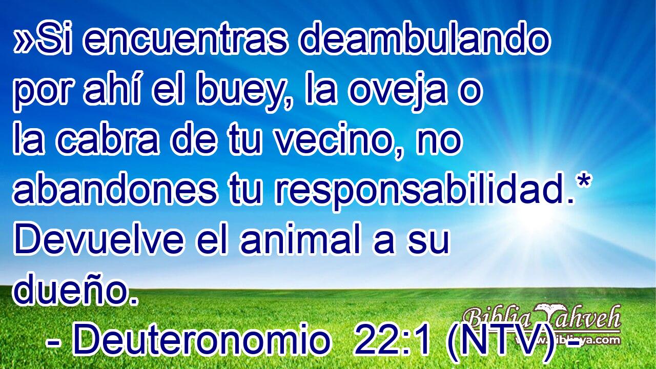»Si encuentras deambulando por ahí el buey, la oveja o la cabra de tu vecino, no abandones tu responsabilidad.* Devuelve el animal a su dueño.
