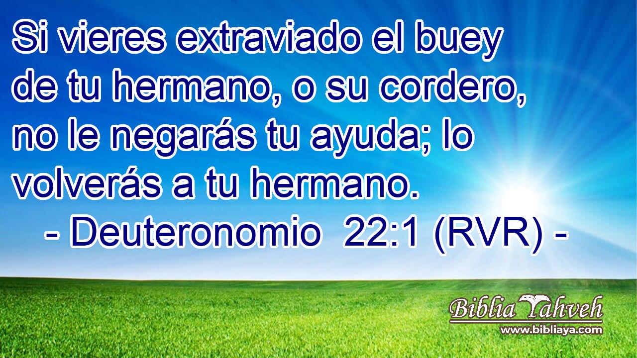 Si vieres extraviado el buey de tu hermano, o su cordero, no le negarás tu ayuda; lo volverás a tu hermano.