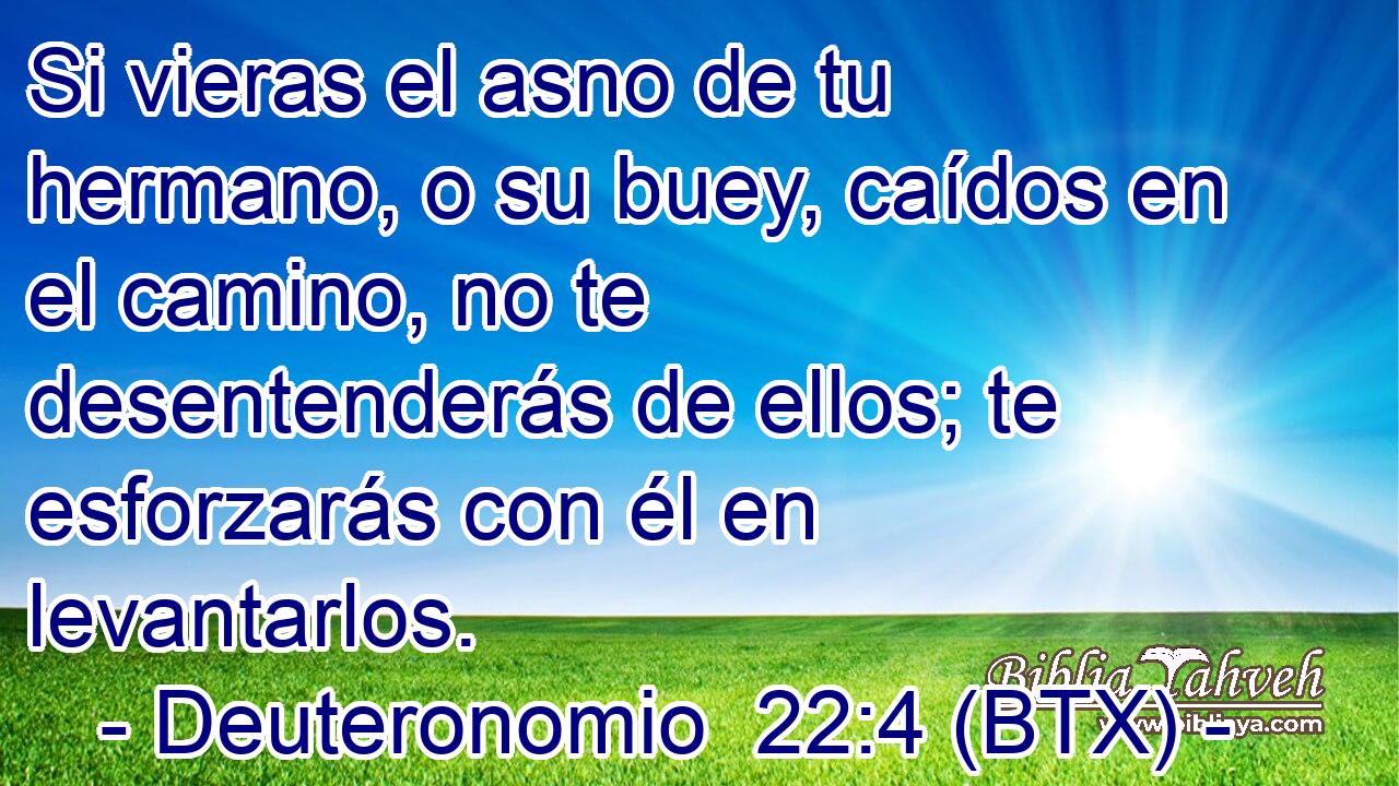 Si vieras el asno de tu hermano, o su buey, caídos en el camino, no te desentenderás de ellos; te esforzarás con él en levantarlos.
