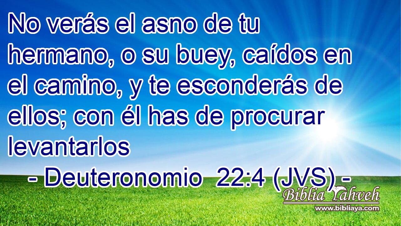 No verás el asno de tu hermano, o su buey, caídos en el camino, y te esconderás de ellos; con él has de procurar levantarlos