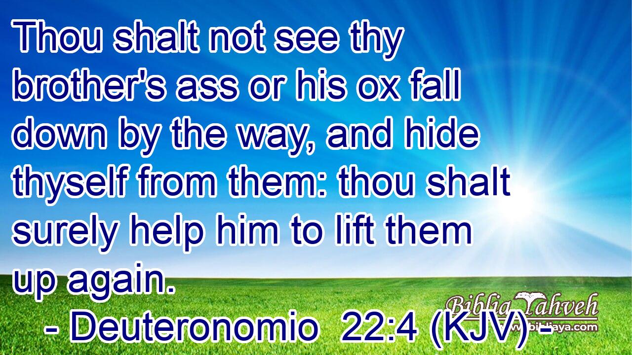 Thou shalt not see thy brother's ass or his ox fall down by the way, and hide thyself from them: thou shalt surely help him to lift them up again.