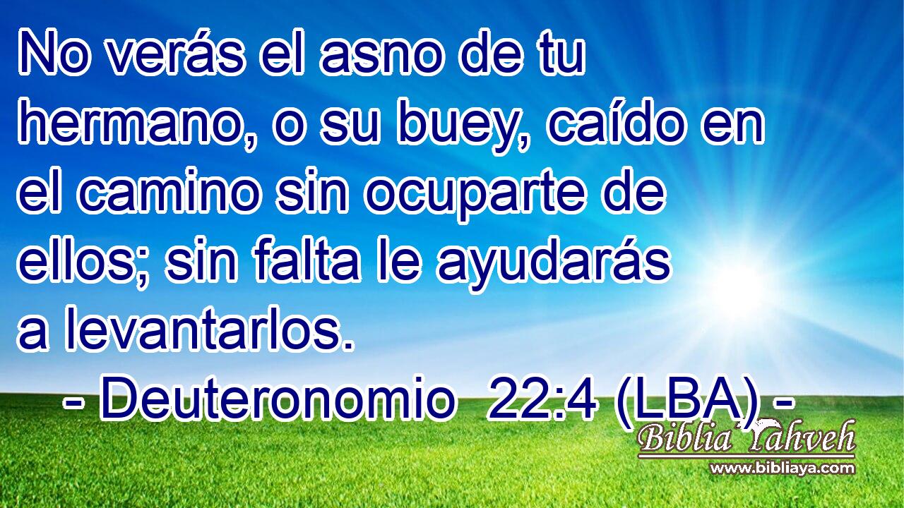 No verás el asno de tu hermano, o su buey, caído en el camino sin ocuparte de ellos; sin falta le ayudarás a levantarlos.