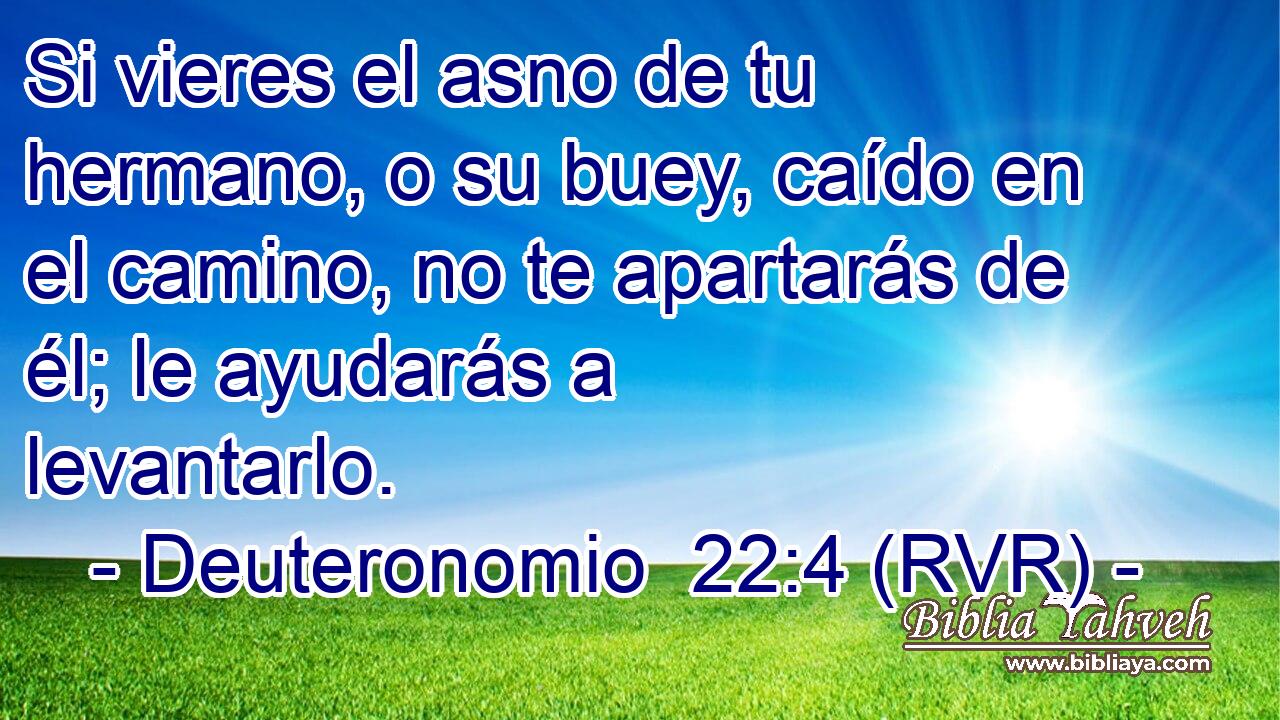 Si vieres el asno de tu hermano, o su buey, caído en el camino, no te apartarás de él; le ayudarás a levantarlo.
