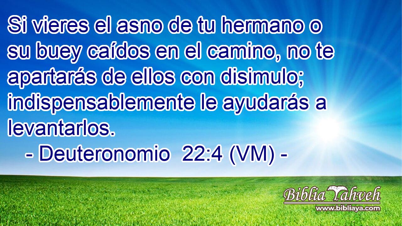  Si vieres el asno de tu hermano o su buey caídos en el camino, no te apartarás de ellos con disimulo; indispensablemente le ayudarás a levantarlos. 