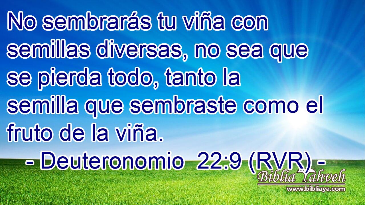 No sembrarás tu viña con semillas diversas, no sea que se pierda todo, tanto la semilla que sembraste como el fruto de la viña.