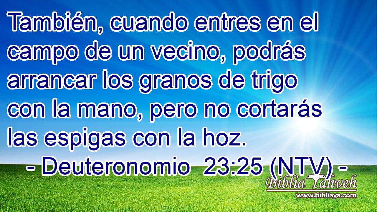 También, cuando entres en el campo de un vecino, podrás arrancar los granos de trigo con la mano, pero no cortarás las espigas con la hoz.