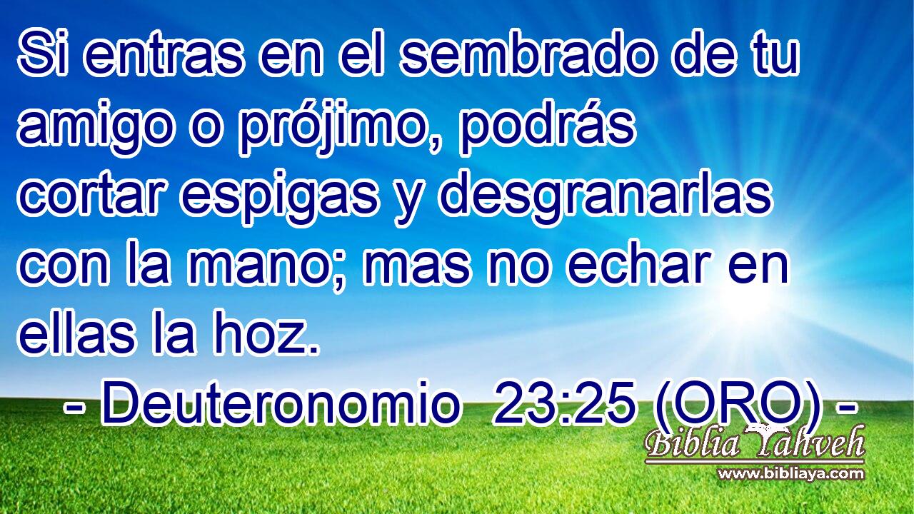  Si entras en el sembrado de tu amigo o prójimo, podrás cortar espigas y desgranarlas con la mano; mas no echar en ellas la hoz. 