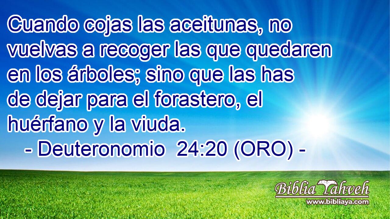  Cuando cojas las aceitunas, no vuelvas a recoger las que quedaren en los árboles; sino que las has de dejar para el forastero, el huérfano y la viuda. 