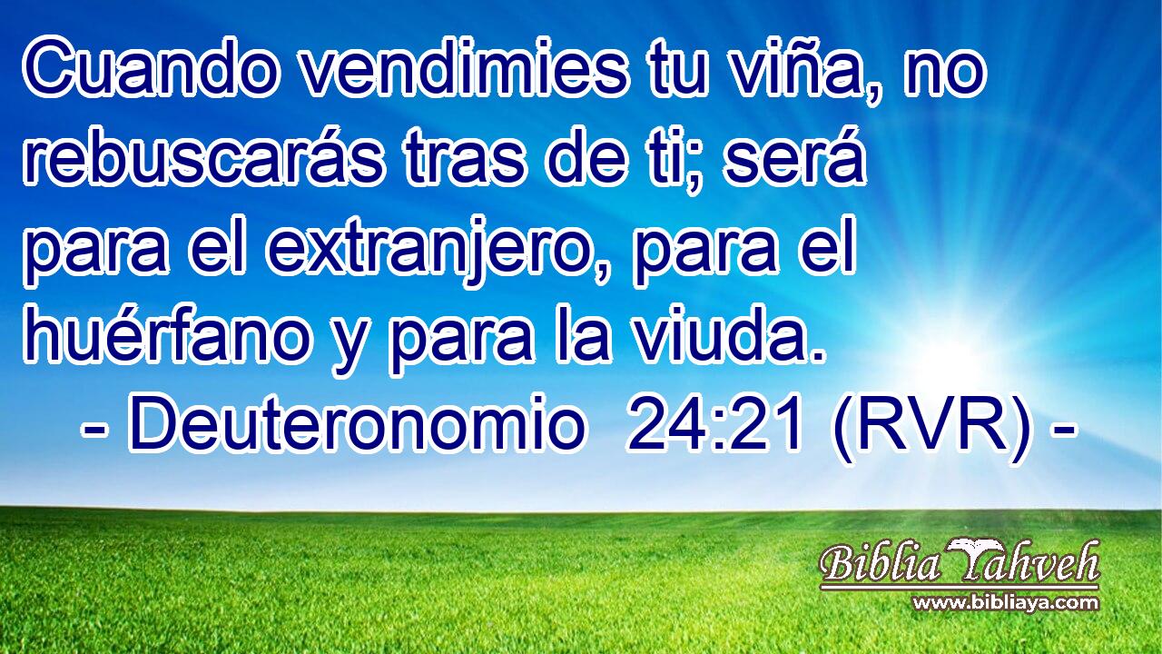 Cuando vendimies tu viña, no rebuscarás tras de ti; será para el extranjero, para el huérfano y para la viuda.
