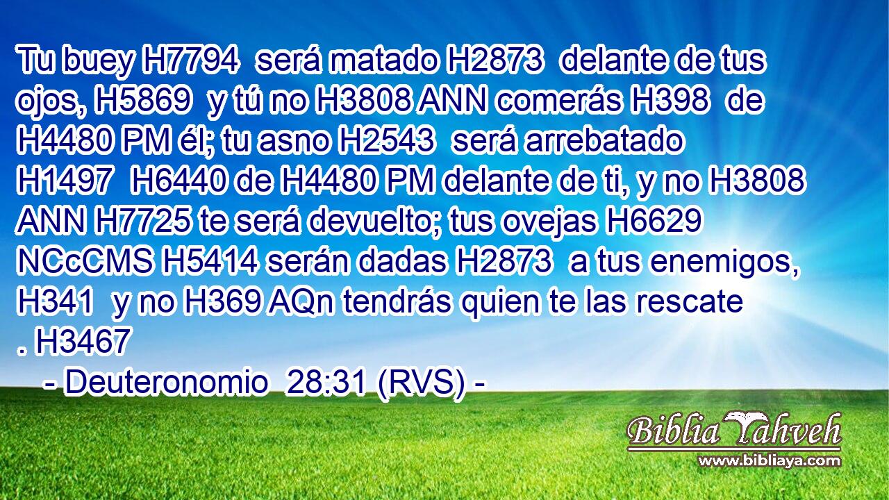Tu buey H7794  será matado H2873  delante de tus ojos, H5869  y tú no H3808 ANN comerás H398  de H4480 PM él; tu asno H2543  será arrebatado H1497  H6440 de H4480 PM delante de ti, y no H3808 ANN H7725 te será devuelto; tus ovejas H6629 NCcCMS H5414 serán dadas H2873  a tus enemigos, H341  y no H369 AQn tendrás quien te las rescate . H3467  