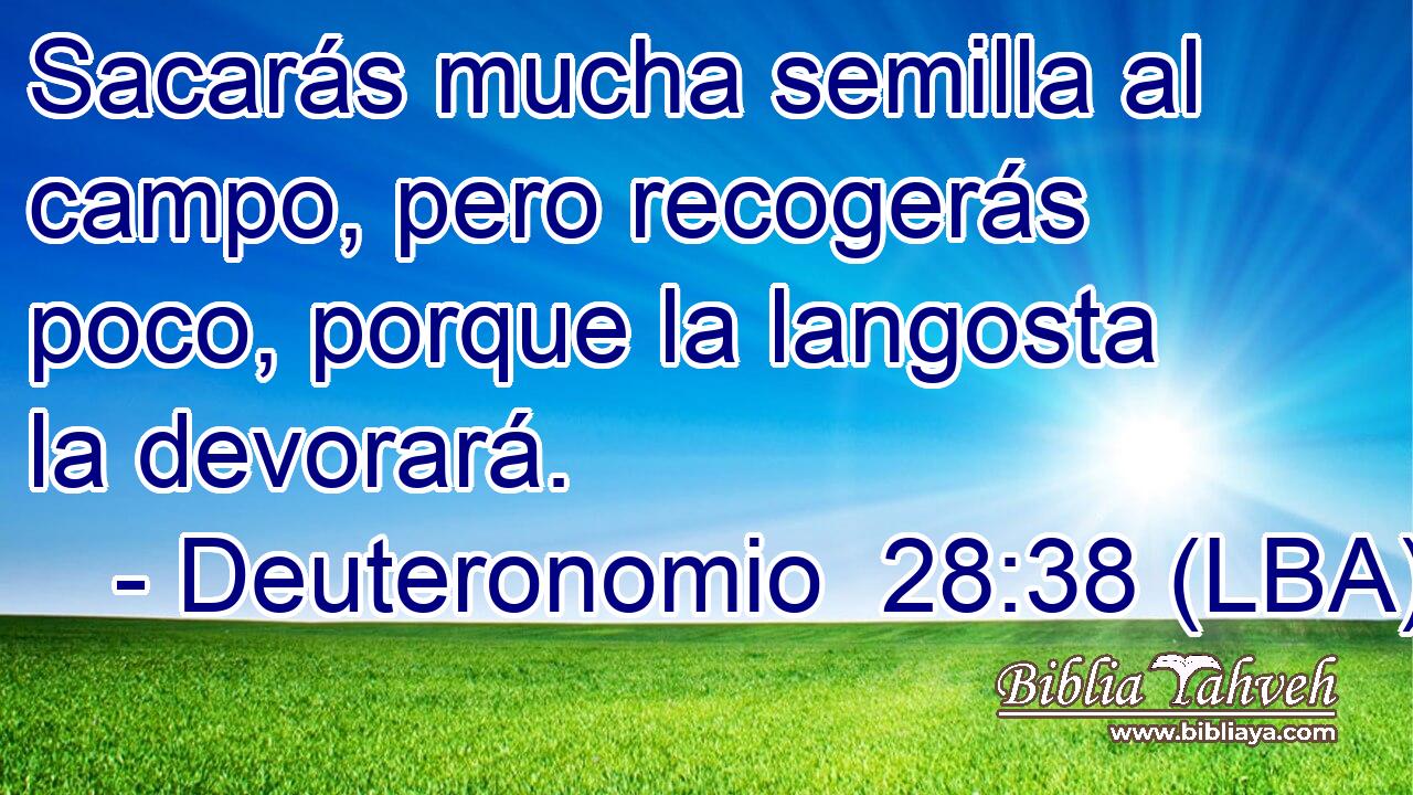 Sacarás mucha semilla al campo, pero recogerás poco, porque la langosta la devorará.