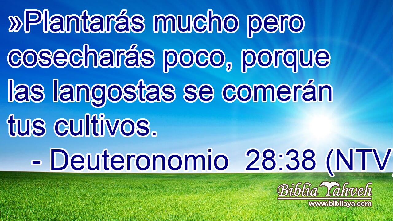 »Plantarás mucho pero cosecharás poco, porque las langostas se comerán tus cultivos.