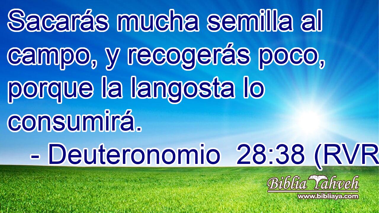 Sacarás mucha semilla al campo, y recogerás poco, porque la langosta lo consumirá.