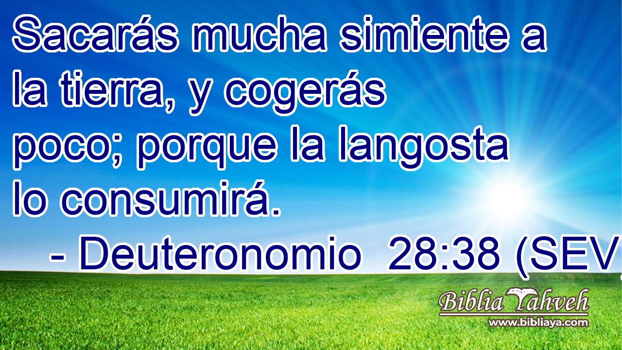 Sacarás mucha simiente a la tierra, y cogerás poco; porque la langosta lo consumirá.