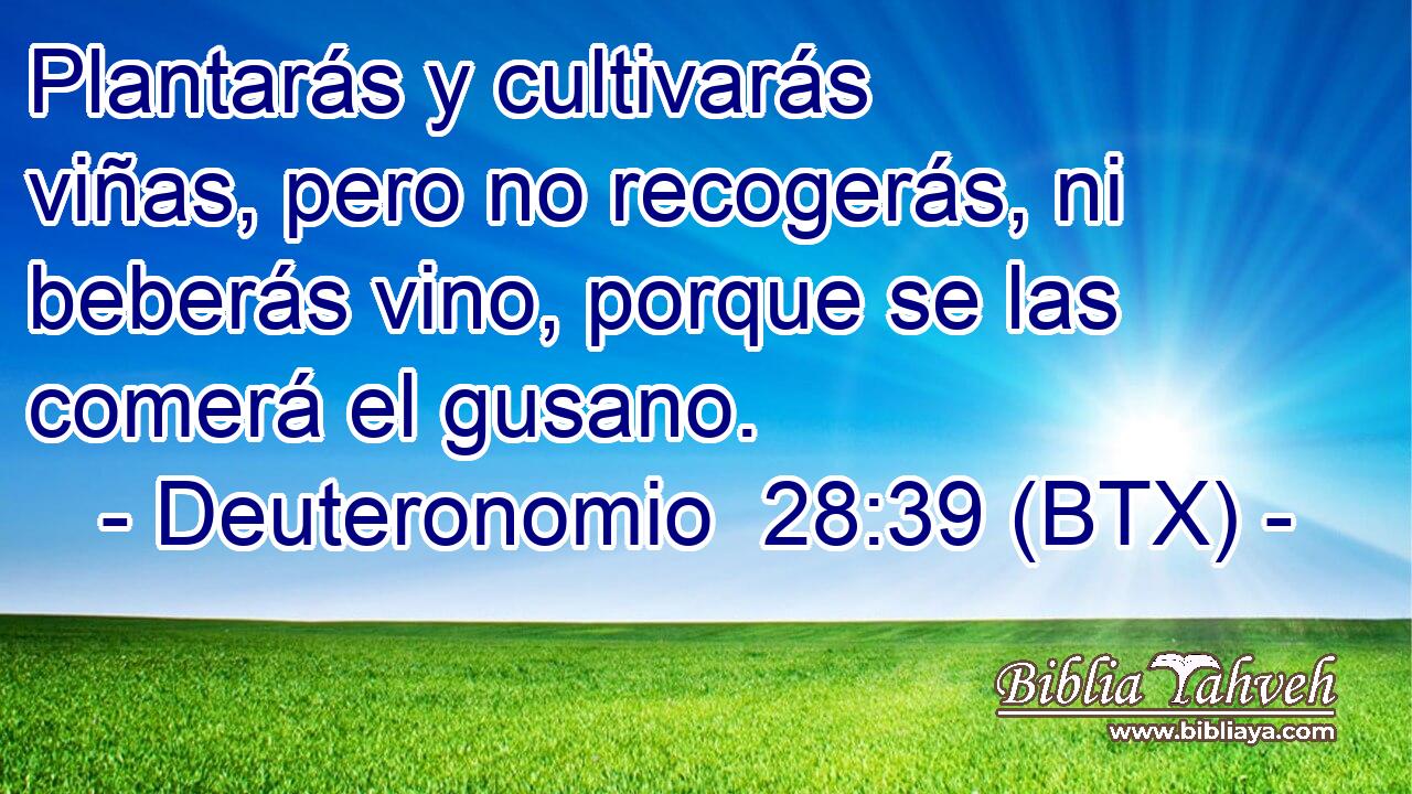 Plantarás y cultivarás viñas, pero no recogerás, ni beberás vino, porque se las comerá el gusano.