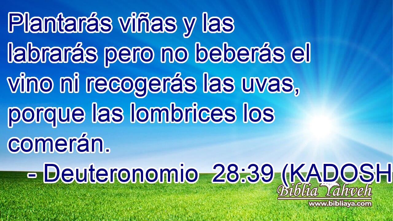 Plantarás viñas y las labrarás pero no beberás el vino ni recogerás las uvas, porque las lombrices los comerán. 