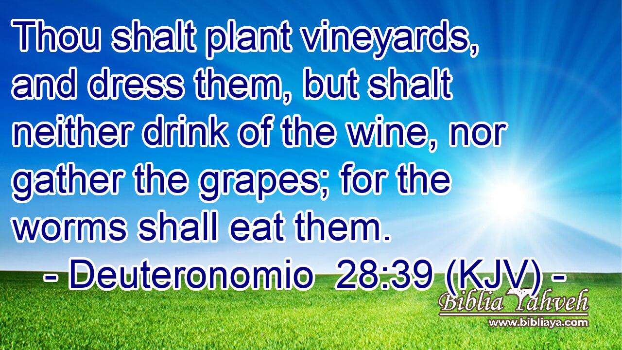 Thou shalt plant vineyards, and dress them, but shalt neither drink of the wine, nor gather the grapes; for the worms shall eat them.