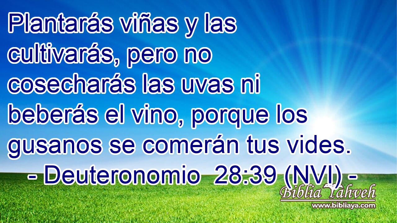  Plantarás viñas y las cultivarás, pero no cosecharás las uvas ni beberás el vino, porque los gusanos se comerán tus vides. 
