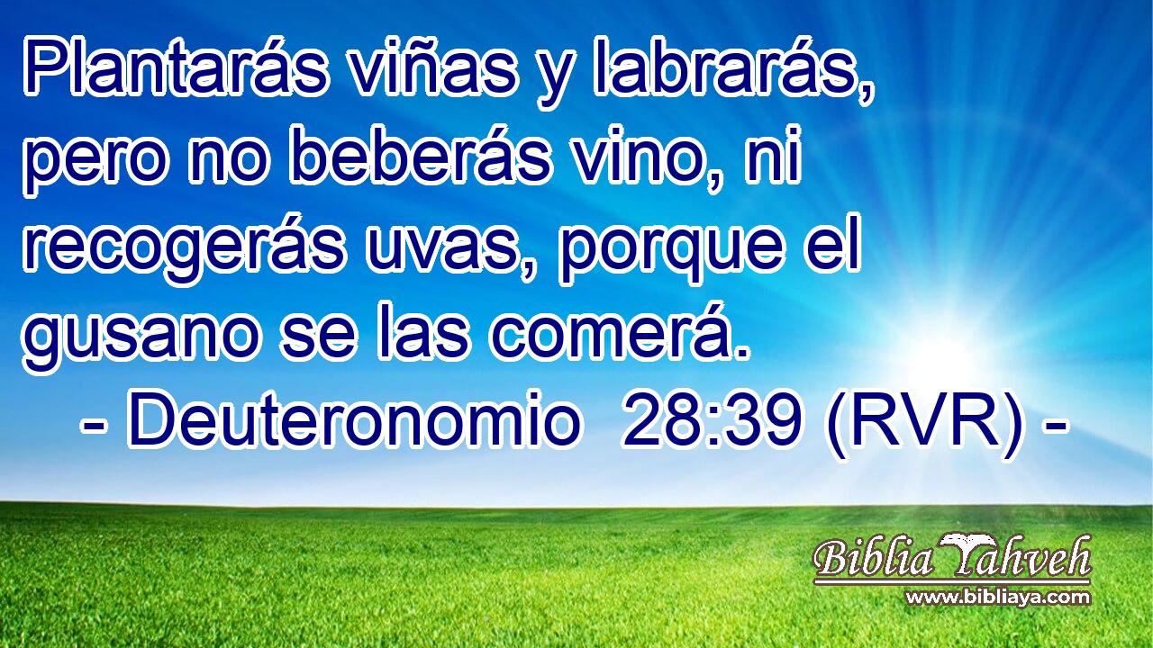 Plantarás viñas y labrarás, pero no beberás vino, ni recogerás uvas, porque el gusano se las comerá.