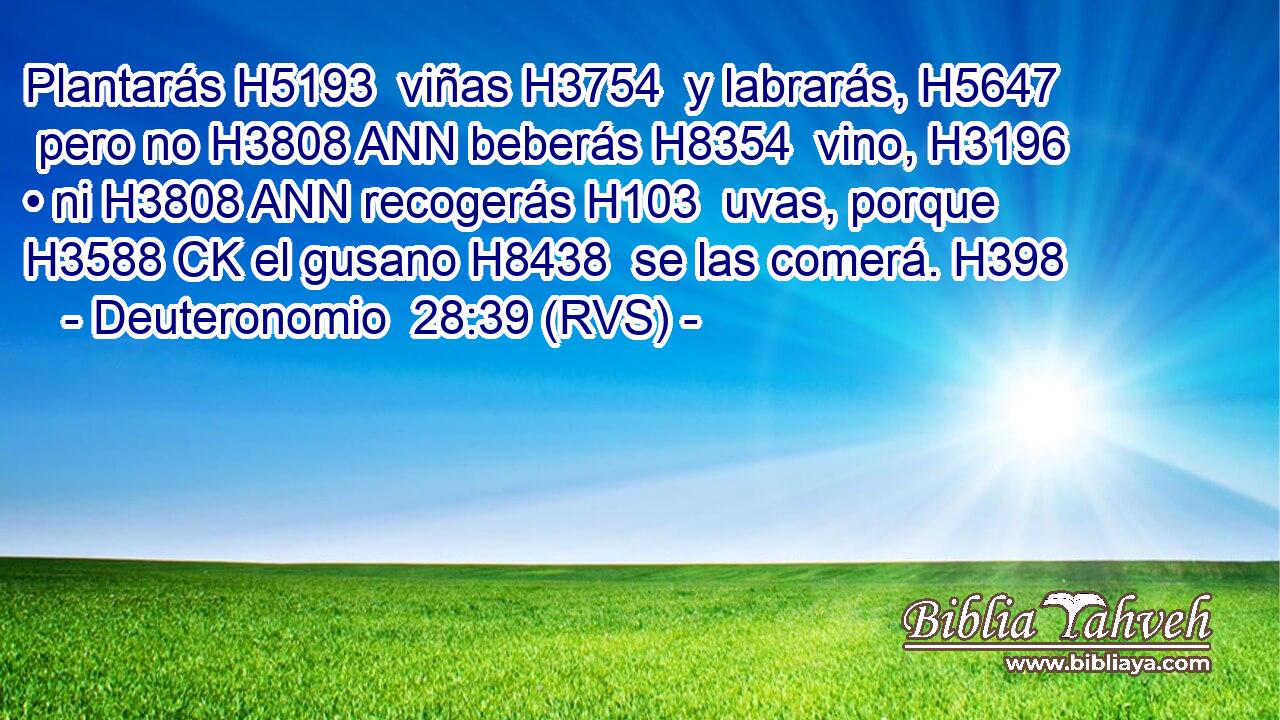 Plantarás H5193  viñas H3754  y labrarás, H5647  pero no H3808 ANN beberás H8354  vino, H3196  • ni H3808 ANN recogerás H103  uvas, porque H3588 CK el gusano H8438  se las comerá. H398  