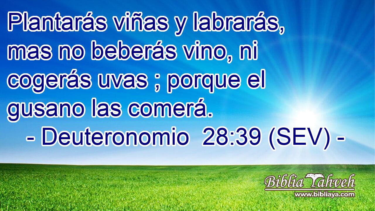 Plantarás viñas y labrarás, mas no beberás vino, ni cogerás uvas ; porque el gusano las comerá.