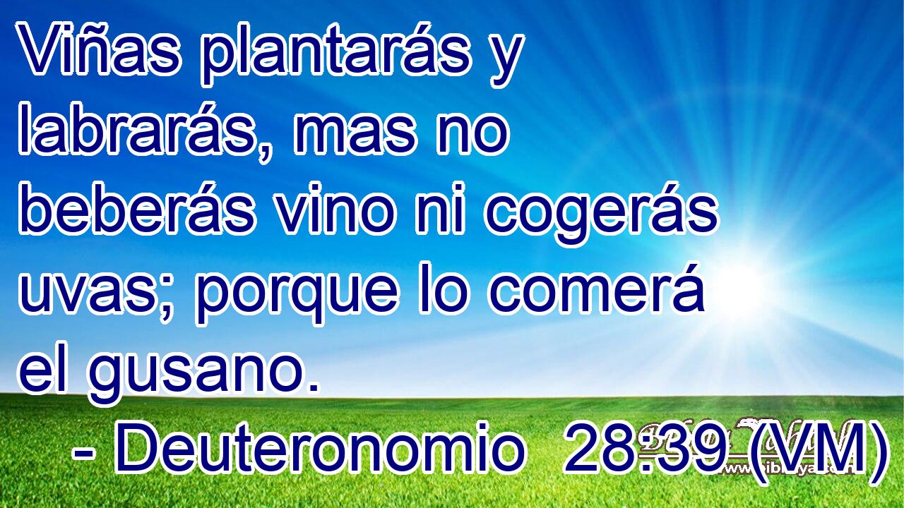  Viñas plantarás y labrarás, mas no beberás vino ni cogerás uvas; porque lo comerá el gusano. 