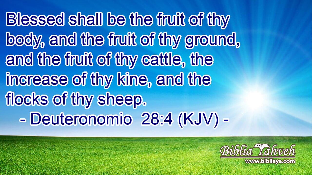 Blessed shall be the fruit of thy body, and the fruit of thy ground, and the fruit of thy cattle, the increase of thy kine, and the flocks of thy sheep.
