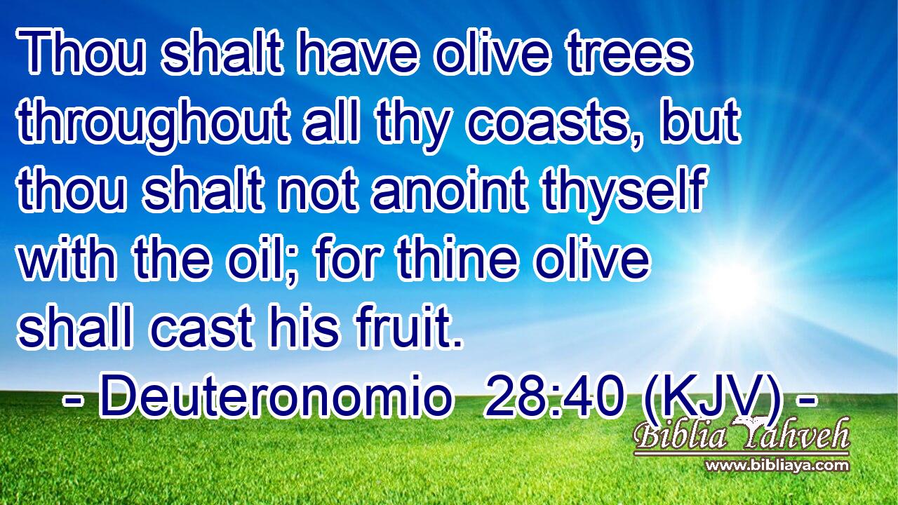 Thou shalt have olive trees throughout all thy coasts, but thou shalt not anoint thyself with the oil; for thine olive shall cast his fruit.