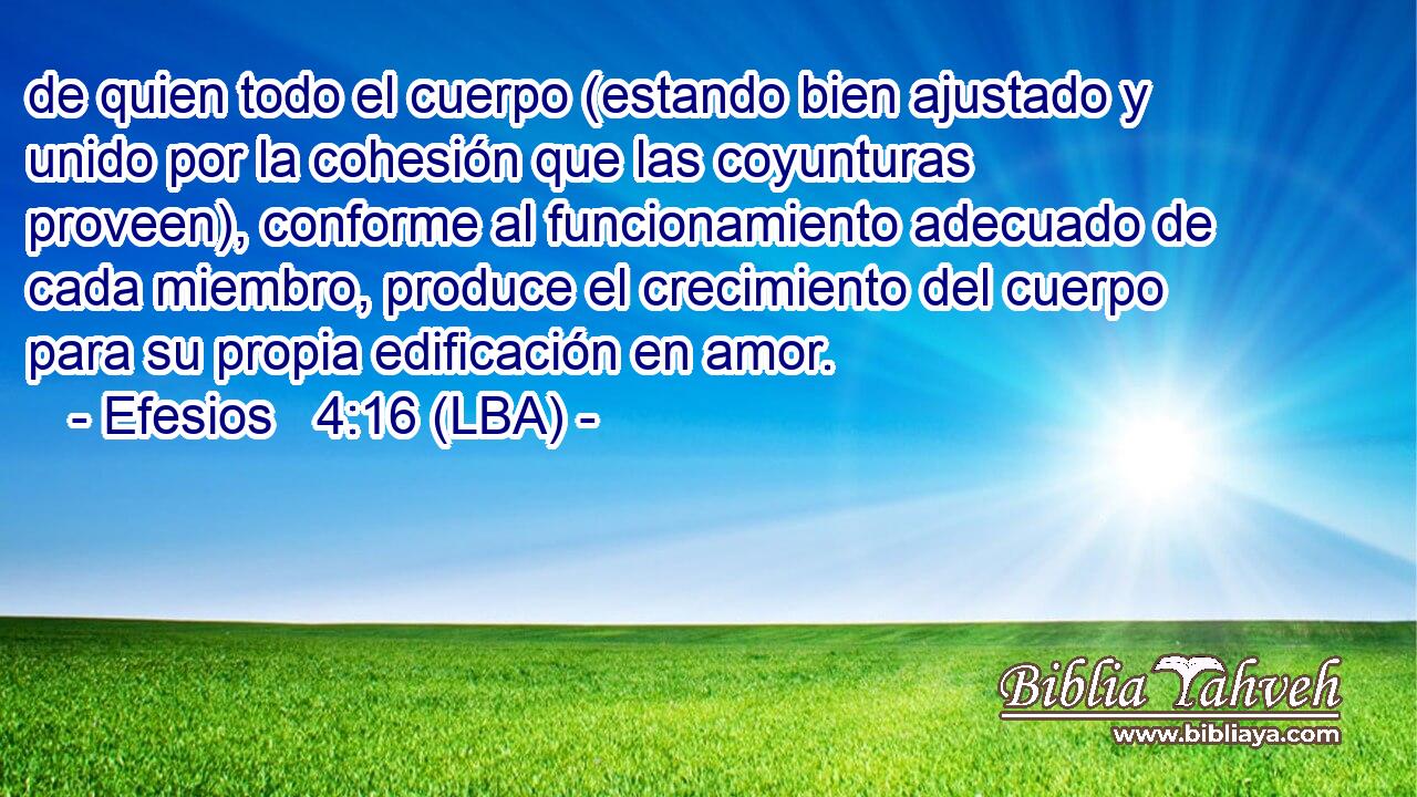 de quien todo el cuerpo (estando bien ajustado y unido por la cohesión que las coyunturas proveen), conforme al funcionamiento adecuado de cada miembro, produce el crecimiento del cuerpo para su propia edificación en amor.