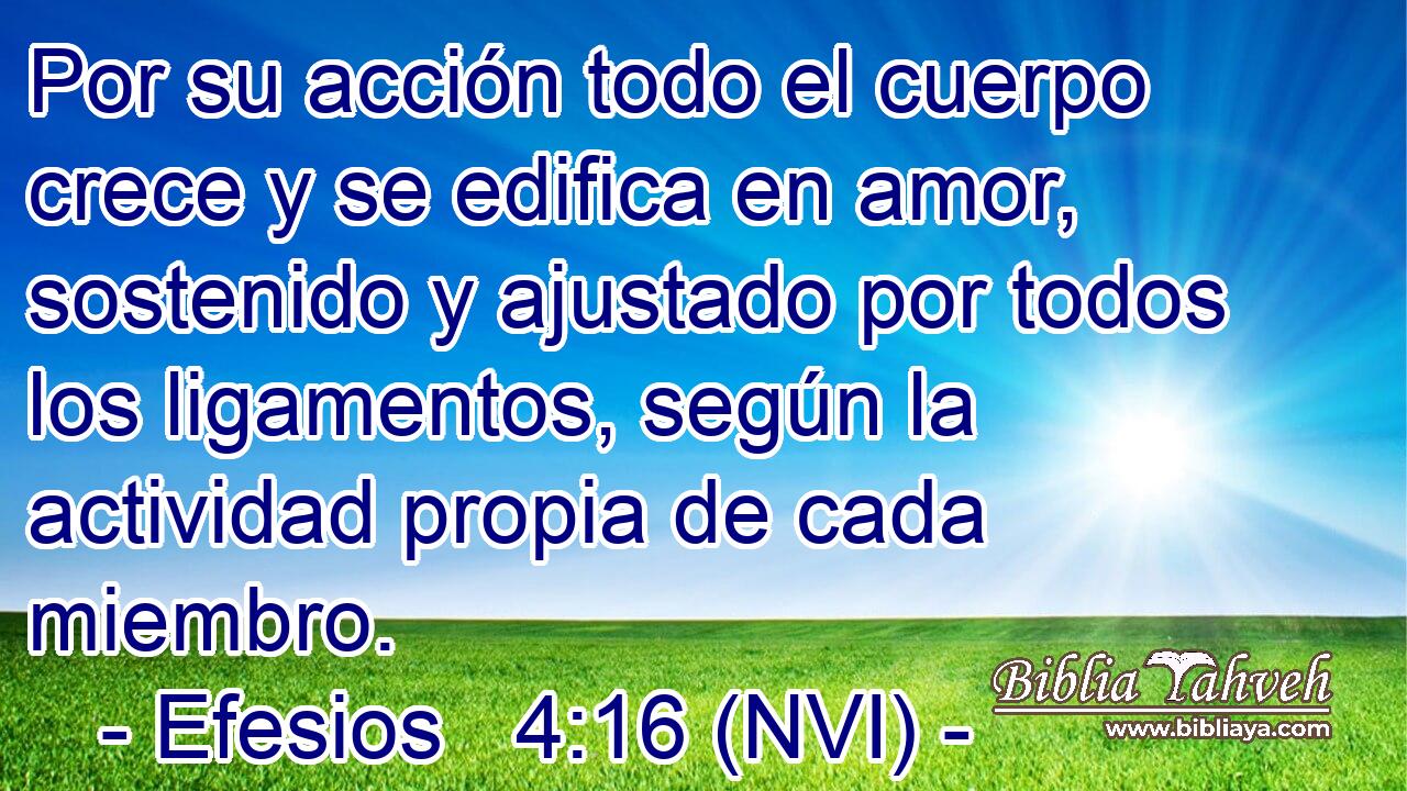  Por su acción todo el cuerpo crece y se edifica en amor, sostenido y ajustado por todos los ligamentos, según la actividad propia de cada miembro. 