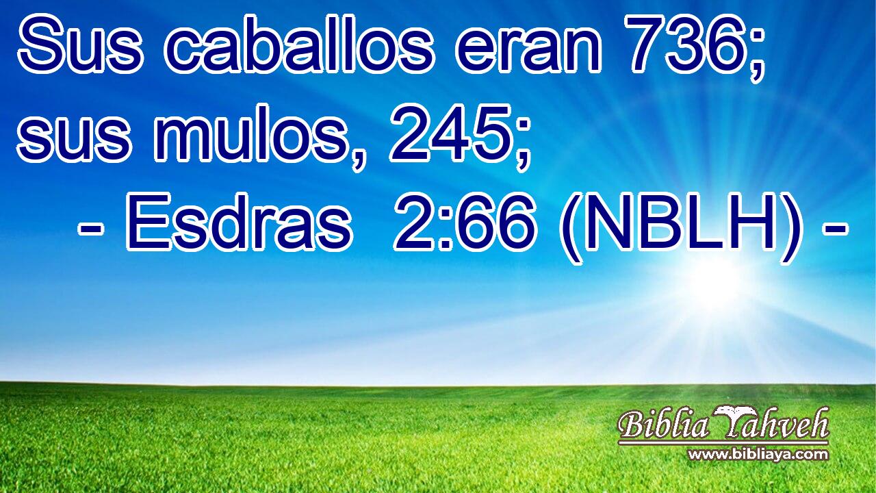  Sus caballos eran 736; sus mulos, 245; 