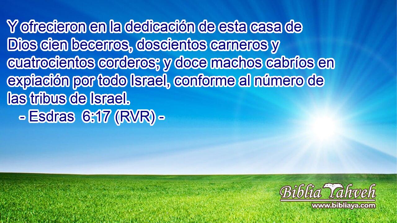 Y ofrecieron en la dedicación de esta casa de Dios cien becerros, doscientos carneros y cuatrocientos corderos; y doce machos cabríos en expiación por todo Israel, conforme al número de las tribus de Israel.