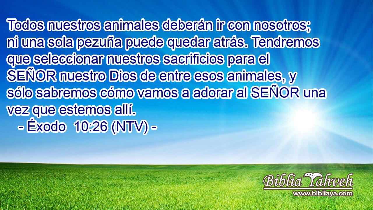 Todos nuestros animales deberán ir con nosotros; ni una sola pezuña puede quedar atrás. Tendremos que seleccionar nuestros sacrificios para el SEÑOR nuestro Dios de entre esos animales, y sólo sabremos cómo vamos a adorar al SEÑOR una vez que estemos allí.