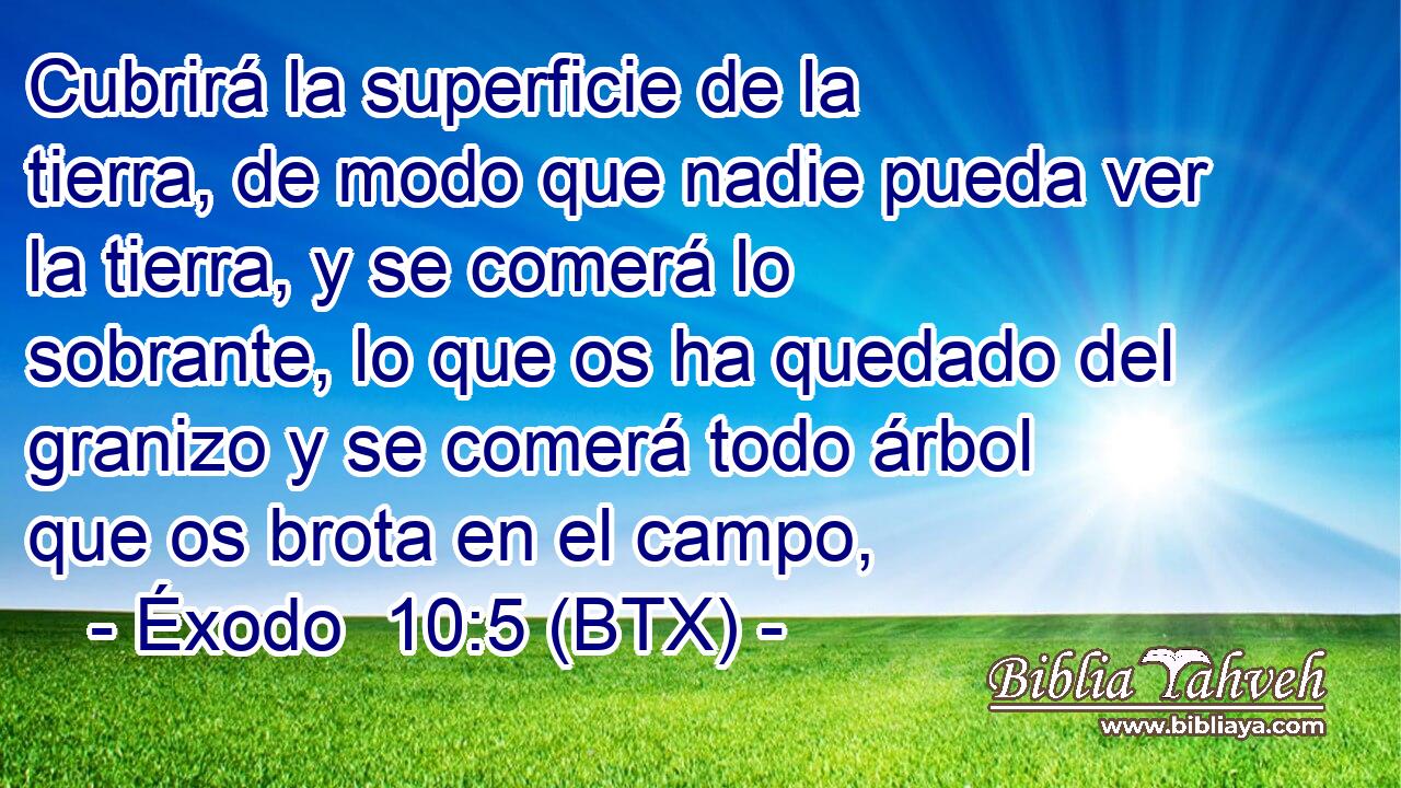 Cubrirá la superficie de la tierra, de modo que nadie pueda ver la tierra, y se comerá lo sobrante, lo que os ha quedado del granizo y se comerá todo árbol que os brota en el campo,