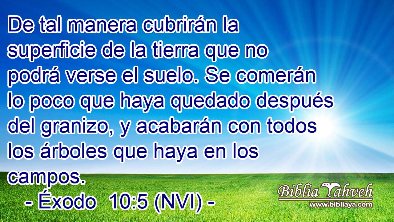  De tal manera cubrirán la superficie de la tierra que no podrá verse el suelo. Se comerán lo poco que haya quedado después del granizo, y acabarán con todos los árboles que haya en los campos. 