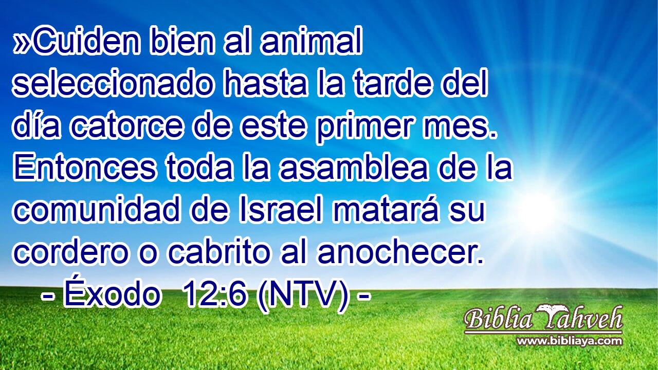 »Cuiden bien al animal seleccionado hasta la tarde del día catorce de este primer mes. Entonces toda la asamblea de la comunidad de Israel matará su cordero o cabrito al anochecer.