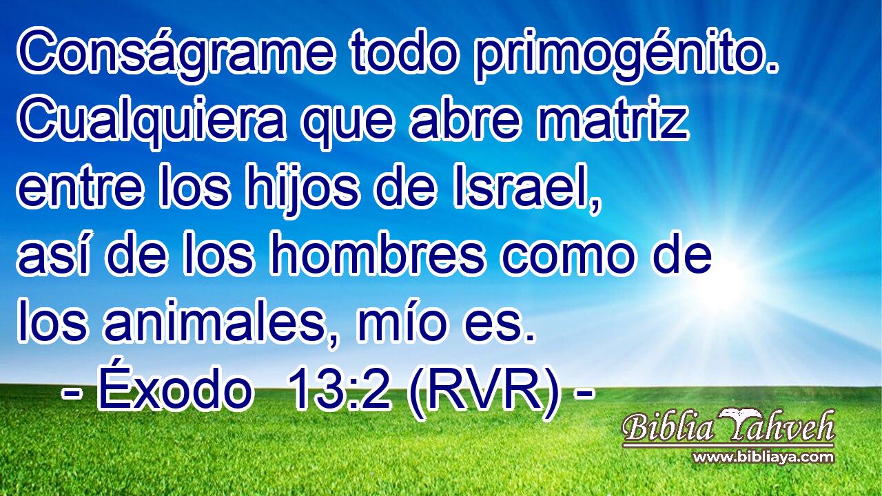 Conságrame todo primogénito. Cualquiera que abre matriz entre los hijos de Israel, así de los hombres como de los animales, mío es.