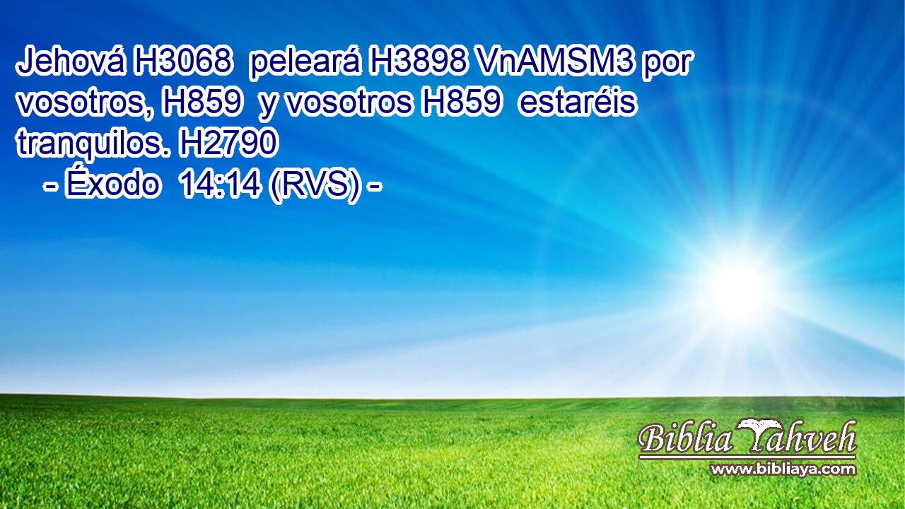 Jehová H3068  peleará H3898 VnAMSM3 por vosotros, H859  y vosotros H859  estaréis tranquilos. H2790  