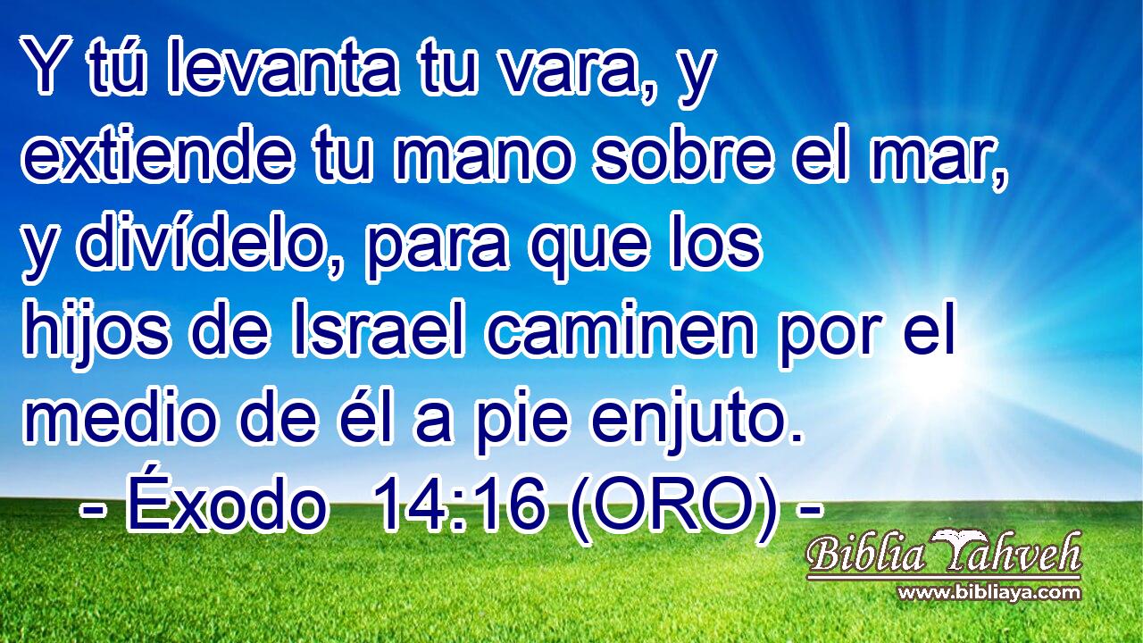  Y tú levanta tu vara, y extiende tu mano sobre el mar, y divídelo, para que los hijos de Israel caminen por el medio de él a pie enjuto. 