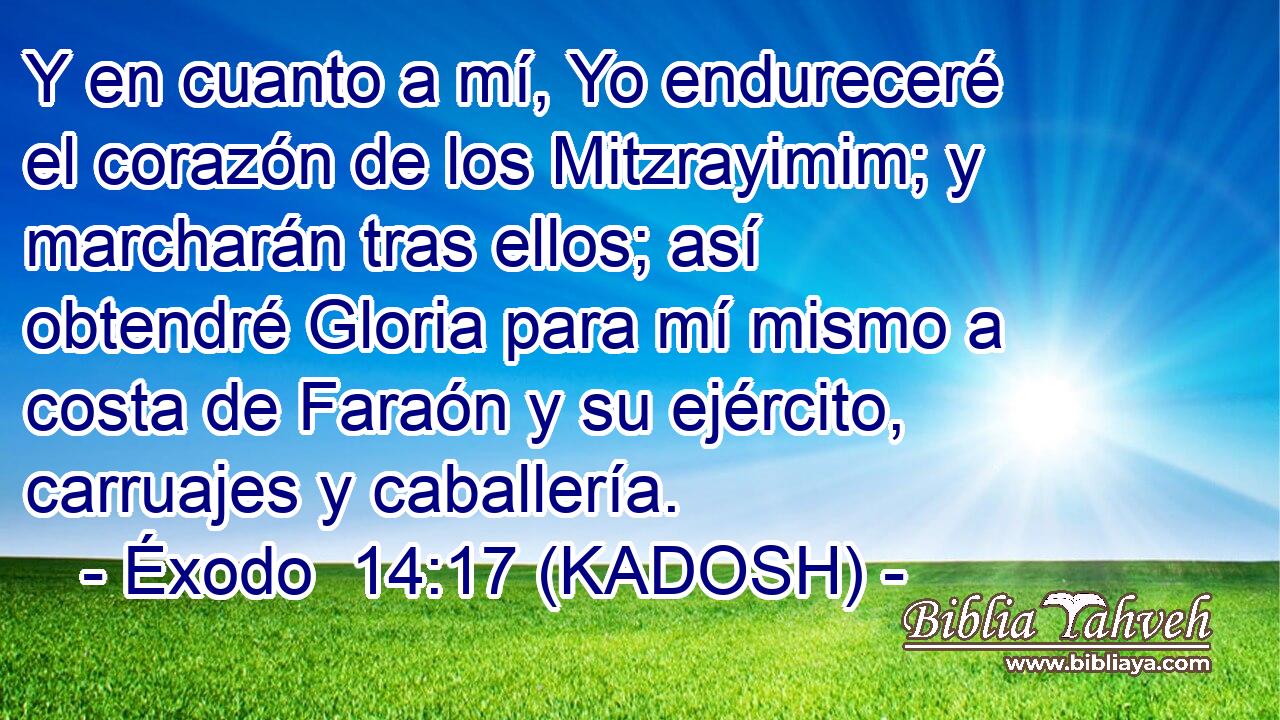  Y en cuanto a mí, Yo endureceré el corazón de los Mitzrayimim; y marcharán tras ellos; así obtendré Gloria para mí mismo a costa de Faraón y su ejército, carruajes y caballería. 