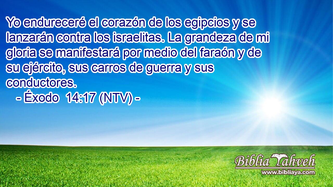 Yo endureceré el corazón de los egipcios y se lanzarán contra los israelitas. La grandeza de mi gloria se manifestará por medio del faraón y de su ejército, sus carros de guerra y sus conductores.