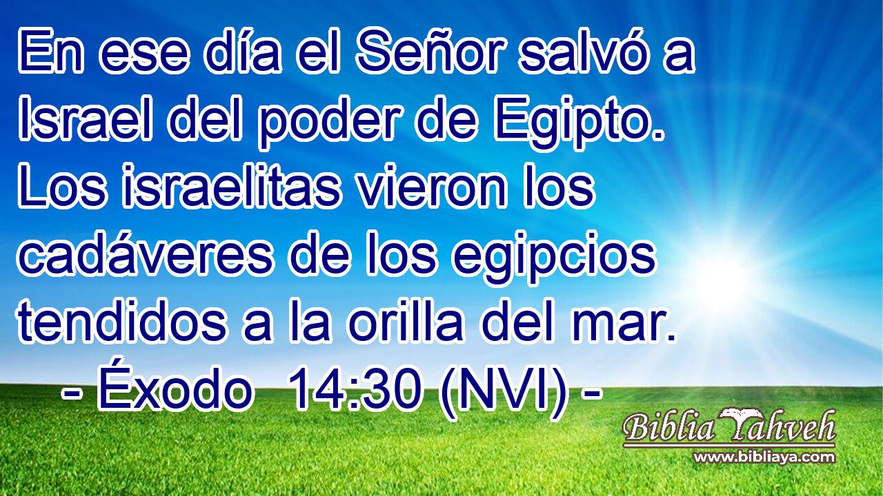  En ese día el Señor salvó a Israel del poder de Egipto. Los israelitas vieron los cadáveres de los egipcios tendidos a la orilla del mar. 