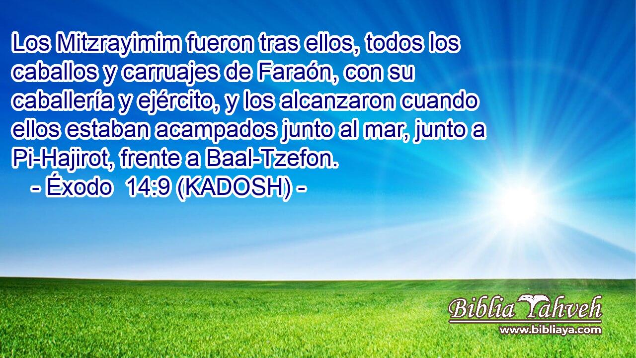  Los Mitzrayimim fueron tras ellos, todos los caballos y carruajes de Faraón, con su caballería y ejército, y los alcanzaron cuando ellos estaban acampados junto al mar, junto a Pi-Hajirot, frente a Baal-Tzefon. 