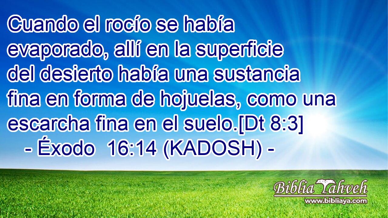  Cuando el rocío se había evaporado, allí en la superficie del desierto había una sustancia fina en forma de hojuelas, como una escarcha fina en el suelo.[Dt 8:3] 