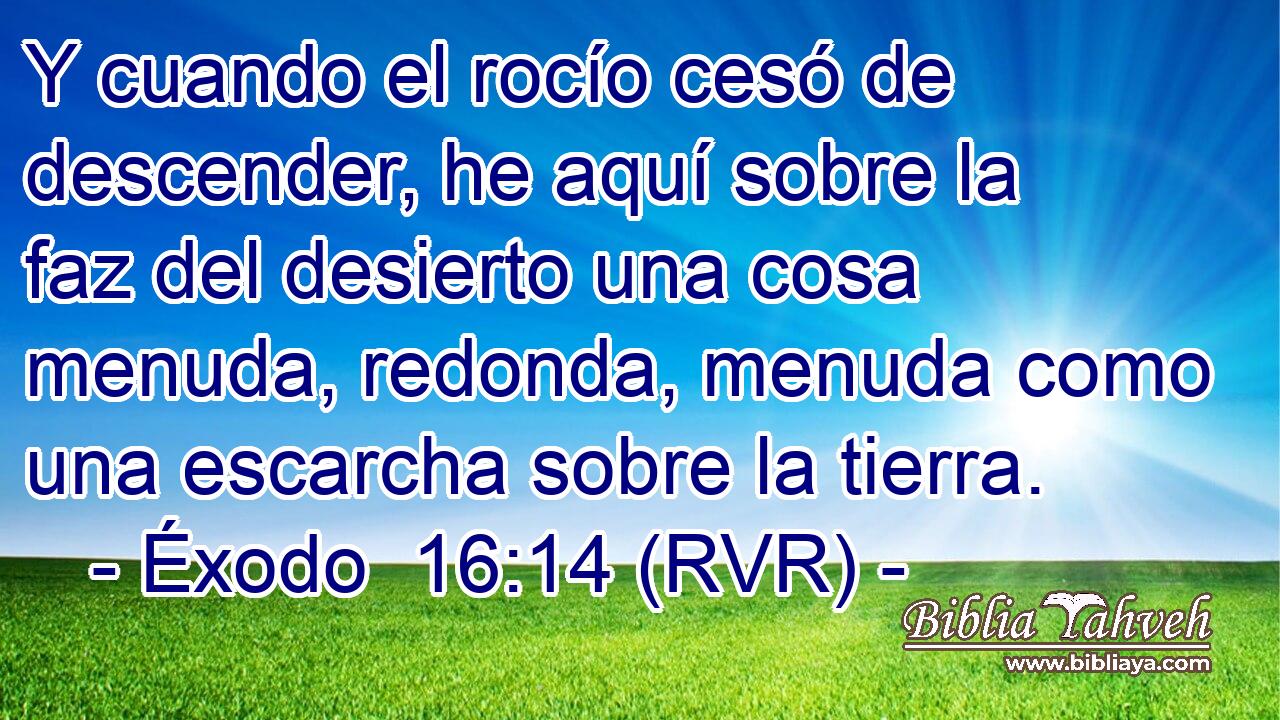 Y cuando el rocío cesó de descender, he aquí sobre la faz del desierto una cosa menuda, redonda, menuda como una escarcha sobre la tierra.