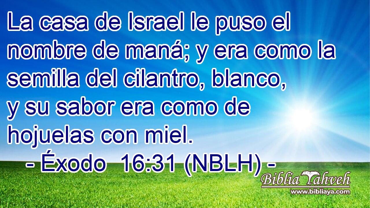  La casa de Israel le puso el nombre de maná; y era como la semilla del cilantro, blanco, y su sabor era como de hojuelas con miel. 