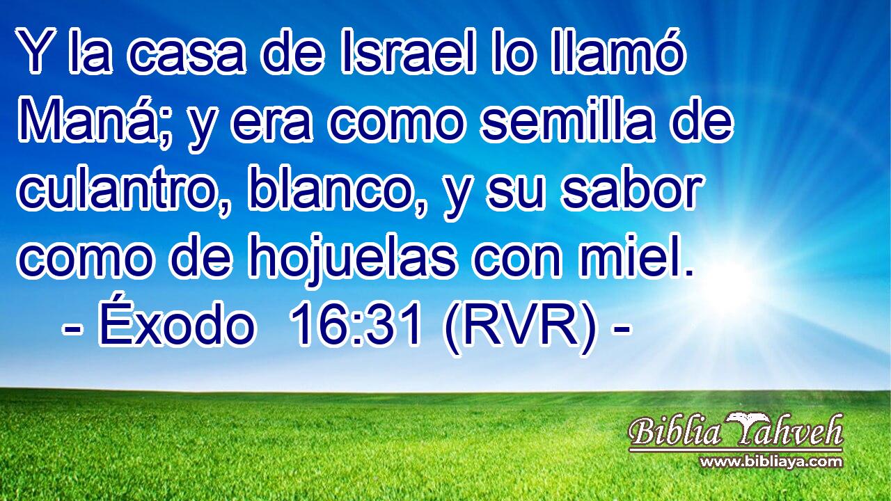 Y la casa de Israel lo llamó Maná; y era como semilla de culantro, blanco, y su sabor como de hojuelas con miel.